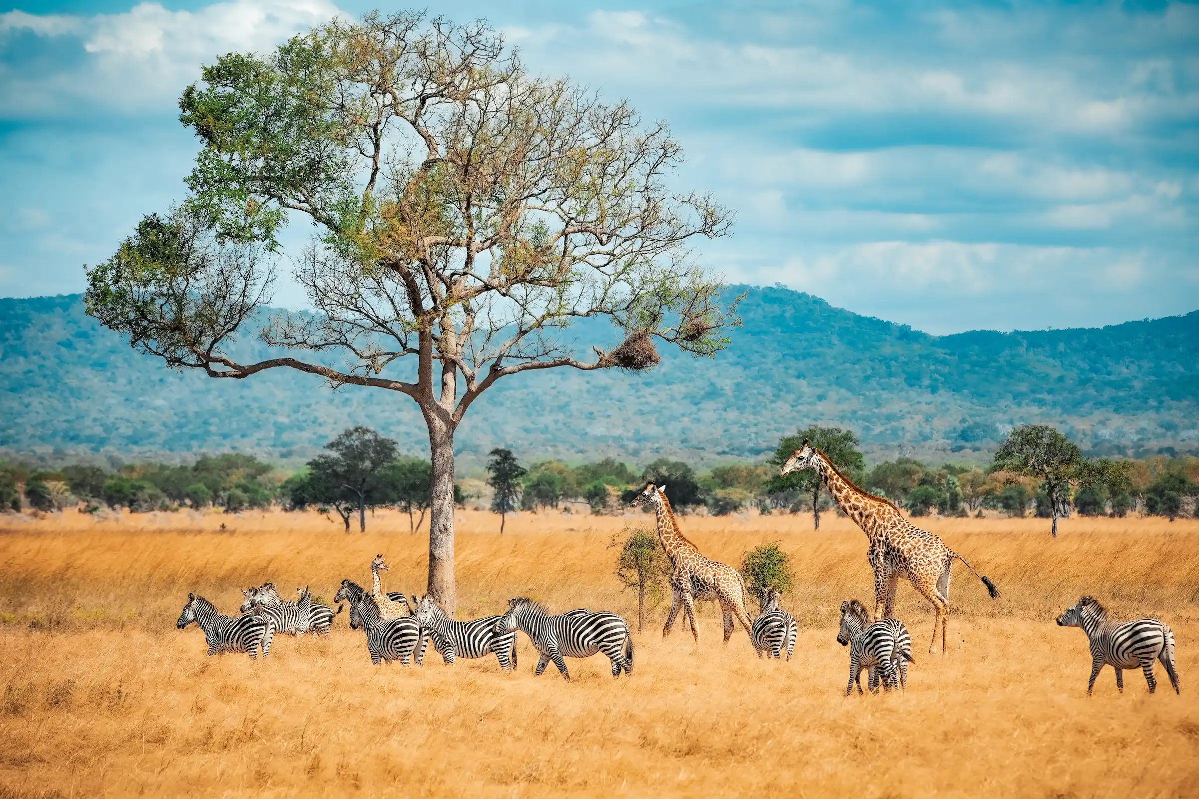 Giraffe and zebra walking on an African plain — Eventra Bespoke luxury African safari travel